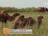 郑林林的养驼路—骆驼平原圈养技术