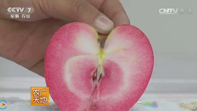 里外通红的苹果-“红色之爱”栽培技术
