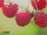 [每日农经]着急的红树莓冻干了卖