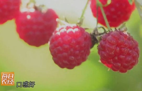 [每日农经]着急的红树莓冻干了卖