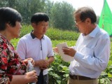夏大豆“一三三”高产栽培技术