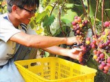 张小林：大学生农村创业种葡萄 年收入17万元