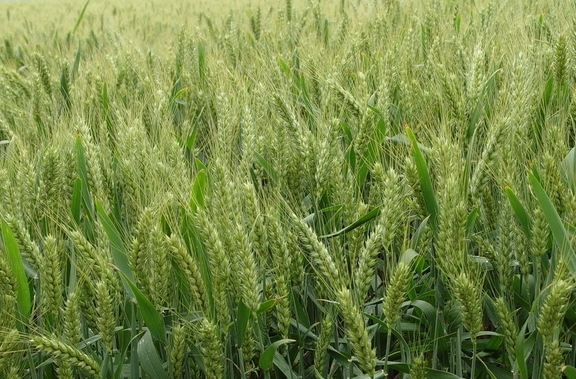 冬小麦节水省肥高产技术
