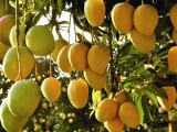 芒果种植效益高 看王道相的“金芒果”致富路
