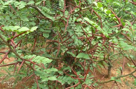 皂角树种植效益高 一亩产值6000-10000元