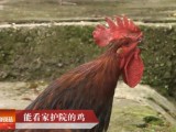 [科技苑]能看家护院的鸡—石棉草科鸡