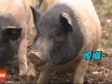 [科技苑]吃核桃的猪卖价高