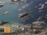 [农广天地]泰山赤鳞鱼养殖繁育技术