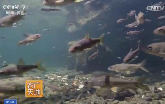 [农广天地]泰山赤鳞鱼养殖繁育技术