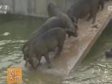 [农广天地]让猪跑起来 邓勇创新养黑猪年赚上百万