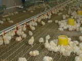 初冬养鸡四种传染病的综合防治措施
