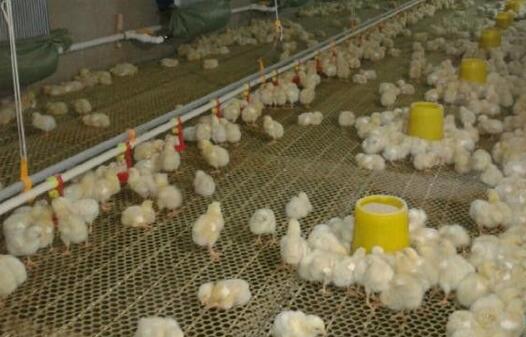 初冬养鸡四种传染病的综合防治措施