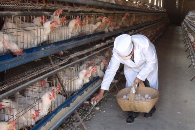 2017蛋鸡养殖前景：蛋鸡行业未来发展趋势分析