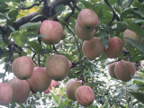 苹果树越冬管理养护技术四要点