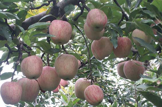 苹果树越冬管理养护技术四要点