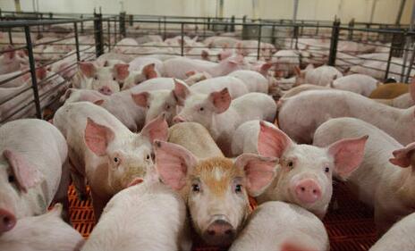 二十年养猪经验行家谈：养猪必须简单化!