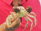 [每日农经]养殖软壳蟹 不一样的大闸蟹