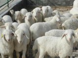 羊“贴秋膘”正当时 科学养羊增效益