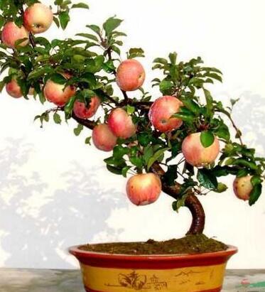 种植盆栽苹果每盆价格300元 农民致富门路多