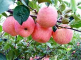 苹果秋季施肥既要搭配好,也要注意施肥方法