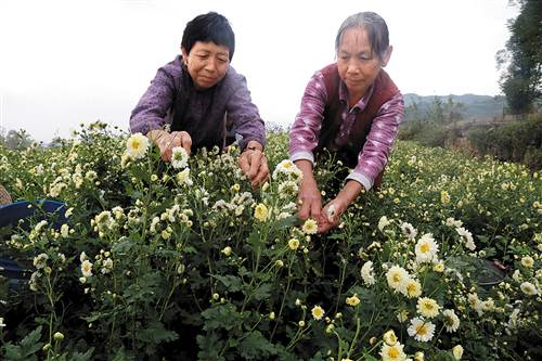 小洋菊种植成本低一亩纯收入2000元