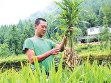 武隆县陈西军瞄准商机种植小黄姜亩收入两万元