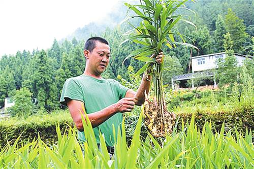 武隆县陈西军瞄准商机种植小黄姜亩收入两万元