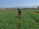 [科技苑]化肥的私人定制 测土配方施肥作物增产增效果好