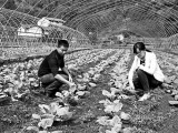 新型农民鄢训瞄准商机种植泡菜辣椒1亩年纯收入5000元