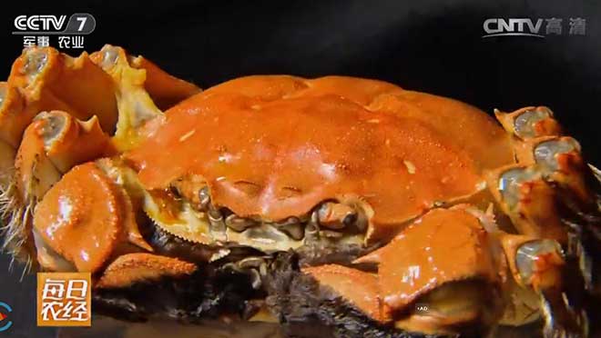 [每日农经]把螃蟹养在江中心 品质好不愁卖