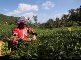 [每日农经]古茶树做出红茶俏市场，茶艺茶菜奇烤茶