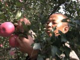 [生财有道]山西吉县强勤忠种苹果一亩赚二万元
