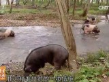 [每日农经]皖南花猪的慢生活出效益