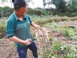 十年姜农生姜种植经验分享