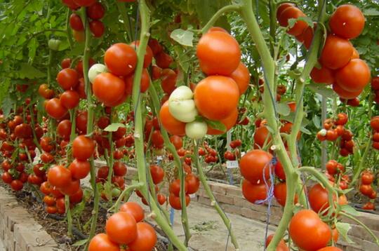 大棚西红柿坐不住果是什么原因？如何解决？