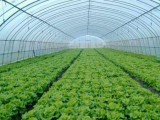 冬季蔬菜大棚温度和蔬菜水肥的管理