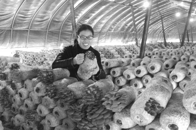 平菇种植一个棚年收益10万元 小蘑菇撑起“致富伞”