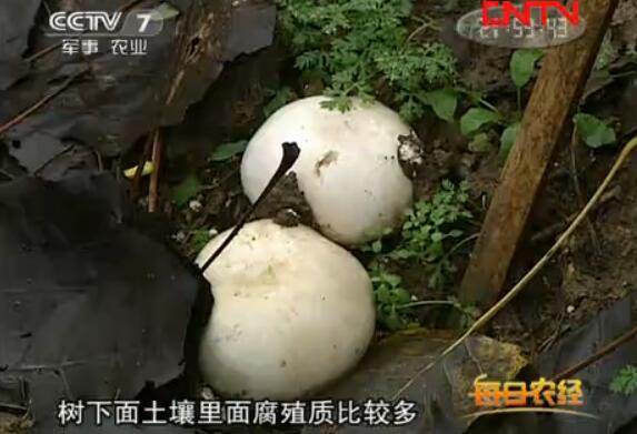 林下仿野生栽培双孢菇效益高一亩收入1.5万元