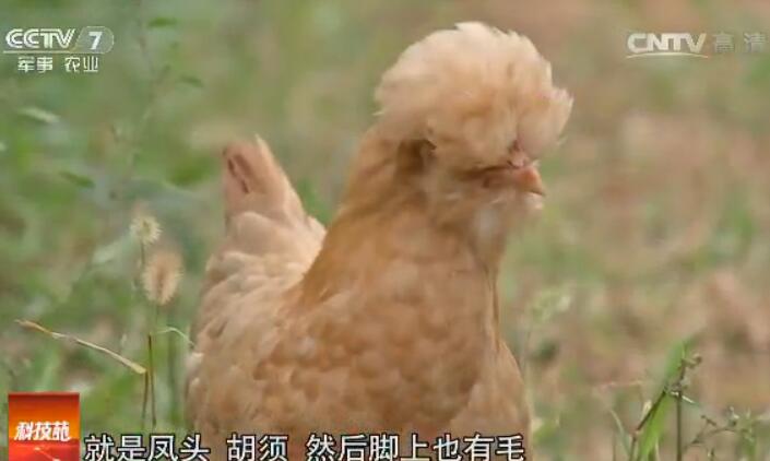 [科技苑]散养的北京油鸡为何要“理发”