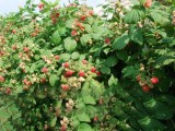迁安周小猛种植树莓带领农民共同致富