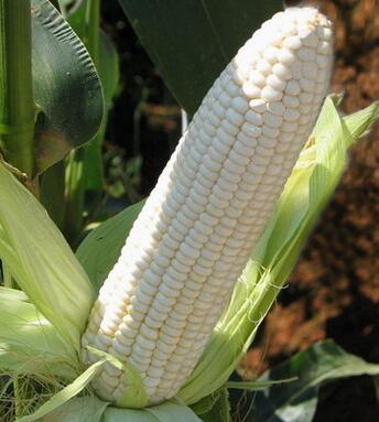 改种黏玉米一亩纯收入1200元助农增收致富
