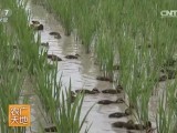 [农广天地]稻田养鸭种养结合生产技术