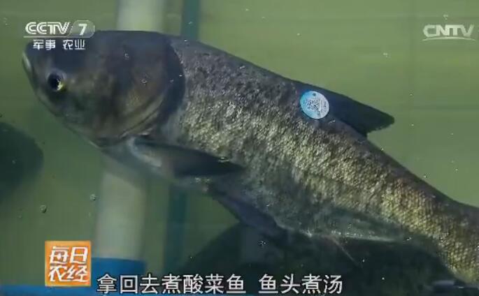 [每日农经]三峡生态鱼 带动渔民增收致富