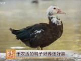[每日农经]番鸭养殖 干农活的鸭子好养又赚钱