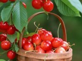 “奥杰”酸樱桃新品种鲜食加工兼用种植效益高