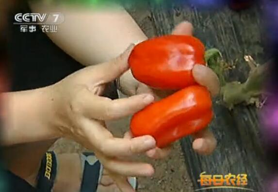 红香蕉西红柿靠外形赚钱一亩收入3万元