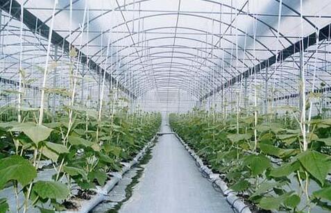 温室大棚种蔬菜技术要点和六个误区