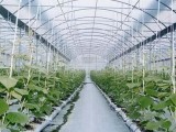 温室大棚种蔬菜技术要点和六个误区