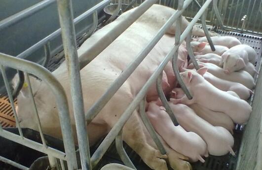 规模养猪场母猪饲养管理的四个妙招