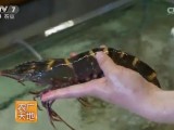 [农广天地]斑节虾养殖技术